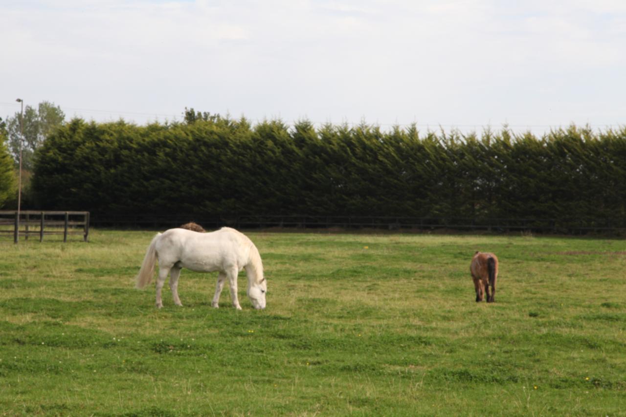 Pebble Mill Bed & Breakfast Dublin Eksteriør bilde